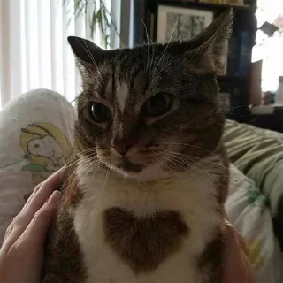 Стикер котики від @lilkamomil - 11