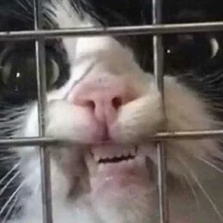 Стикер котики від @lilkamomil - 5