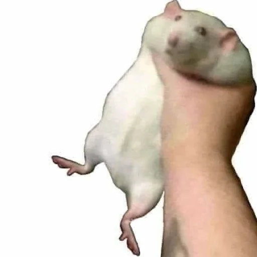 Sticker lilpaukk - 1