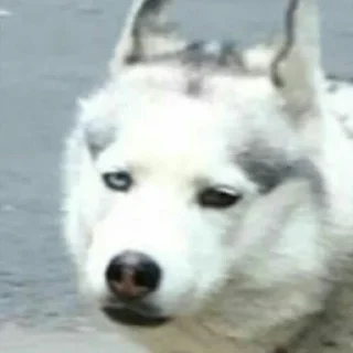 Стикер lilu_rami - 0