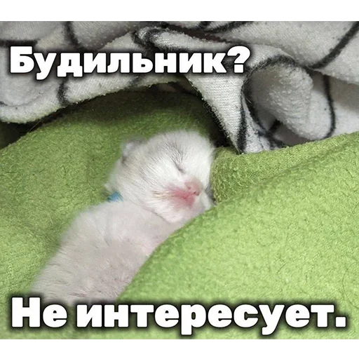 Sticker limpshrimp - 1