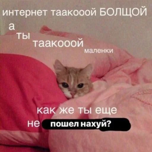 СМС кошки малого и среднего размера кровать