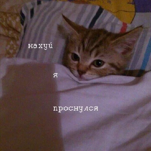 кошки малого и среднего размера кошка кошачьи