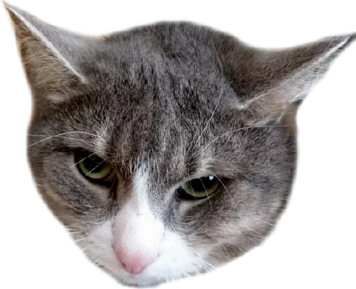 млекопитающее животное кошка