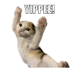 Стикер СТИКИ ➡️ @SOFTSTICKS - 10