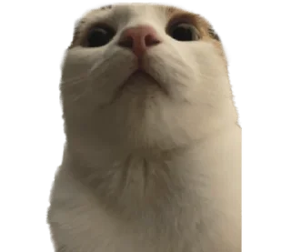 Стикер СТИКИ ➡️ @SOFTSTICKS - 8