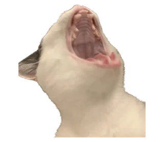 Стикер СТИКИ ➡️ @SOFTSTICKS - 2