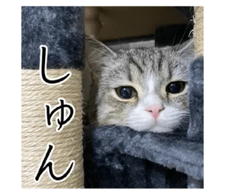 Стикер もち様スタンプ - 9