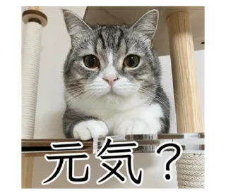 Стикер もち様スタンプ - 2