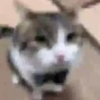 Стикер 🦐Крутые стикеры @zolovka_galupi - 7