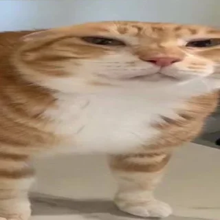 Стикер 🦐Крутые стикеры @zolovka_galupi - 2