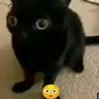 Стикер 🦐Крутые стикеры @zolovka_galupi - 10