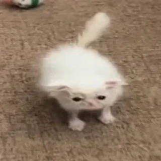 Стикер 🦐Крутые стикеры @zolovka_galupi - 9