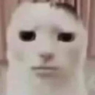 Стикер 🦐Крутые стикеры @zolovka_galupi - 3