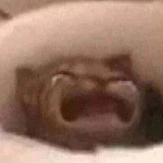 Стикер 🦐Крутые стикеры @zolovka_galupi - 1