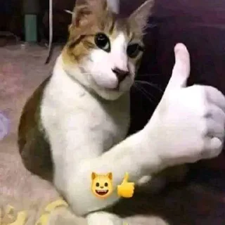 Стикер 🦐Крутые стикеры @zolovka_galupi - 4