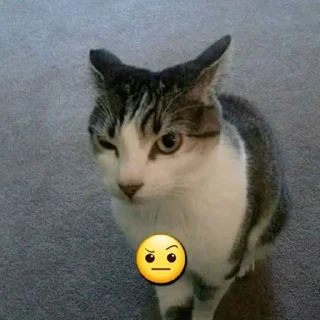 Стикер 🦐Крутые стикеры @zolovka_galupi - 8