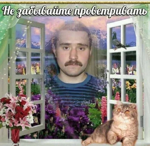 СМС кошки малого и среднего размера кошачьи