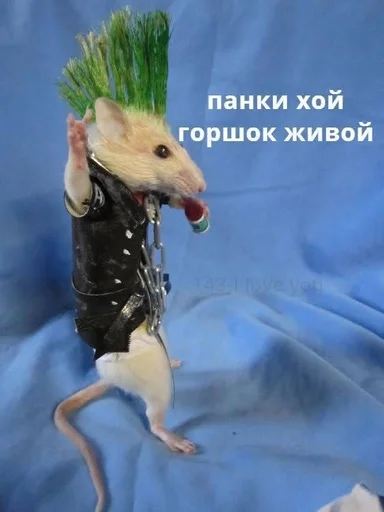 животное млекопитающее мышь