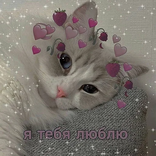 small to medium-sized cats felidae domestic cat