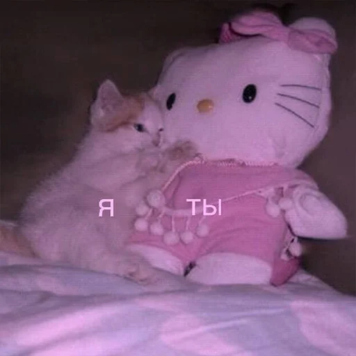 toy indoor stuffed toy