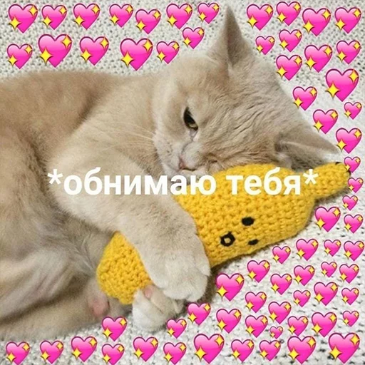 animal felidae small to medium-sized cats