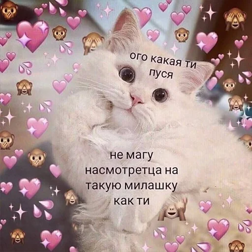 text cat small to medium-sized cats