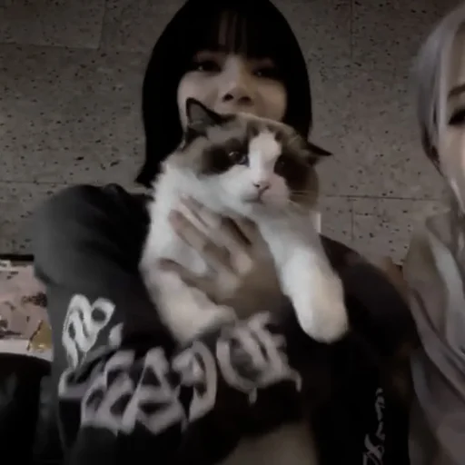 domestic cat cat animal