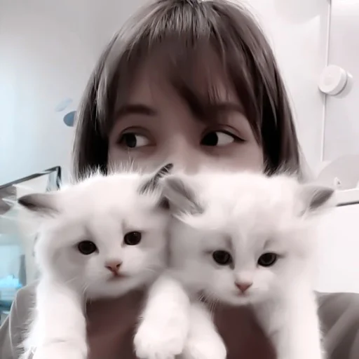 комнатный кошка кошки малого и среднего размера