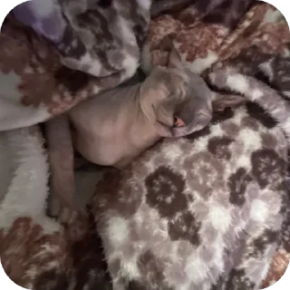 Sticker лиси💋 - 7