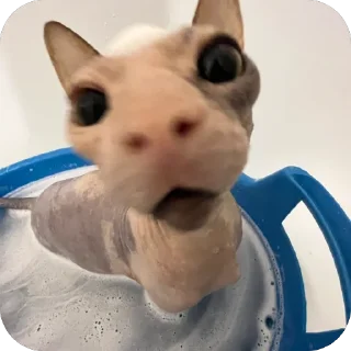 Sticker лиси💋 - 3