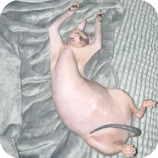 Sticker лиси💋 - 1