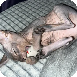 Sticker лиси💋 - 6