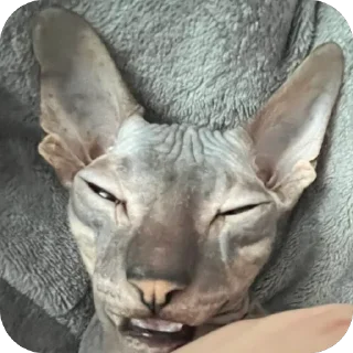 Sticker лиси💋 - 8