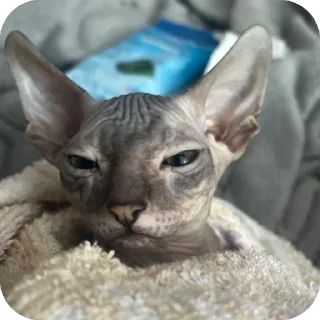 Sticker лиси💋 - 4