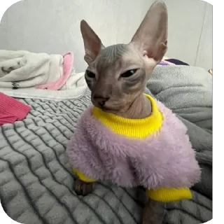 Sticker лиси💋 - 2