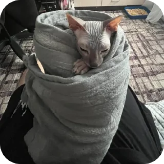 Sticker лиси💋 - 0