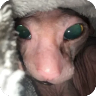 Sticker лиси💋 - 10