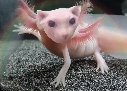 Стикер Lыsik` @yxblati :: @fStikBot - 11