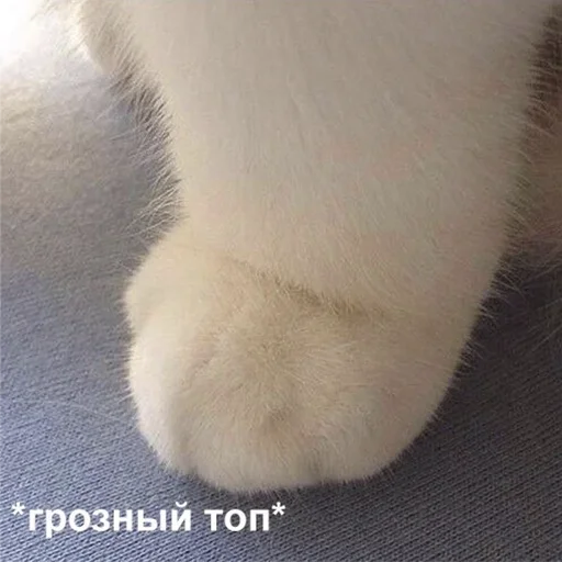 fur animal small to medium-sized cats