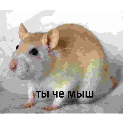 animal mammal mouse