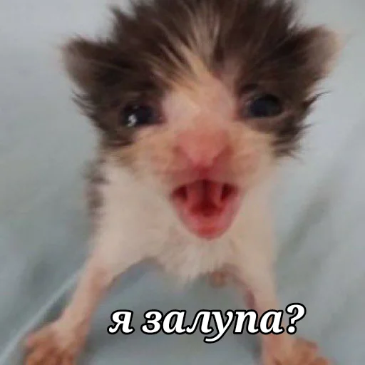 лісонька залупка🥺 - 