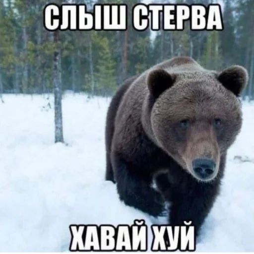 Стикер лісонька залупка🥺 - 3