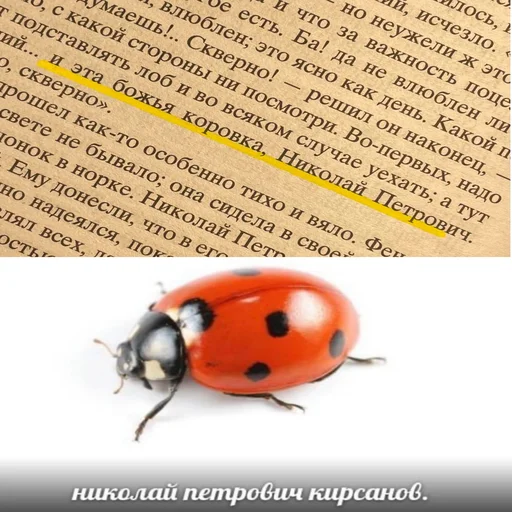 animal ladybug invertebrate