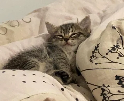 Стикер meow - 10