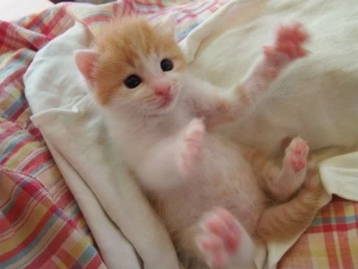 Стикер meow - 9