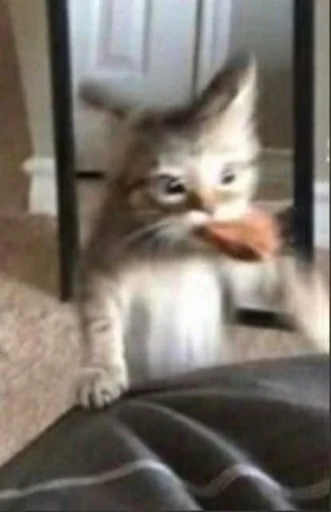 Стикер meow - 8