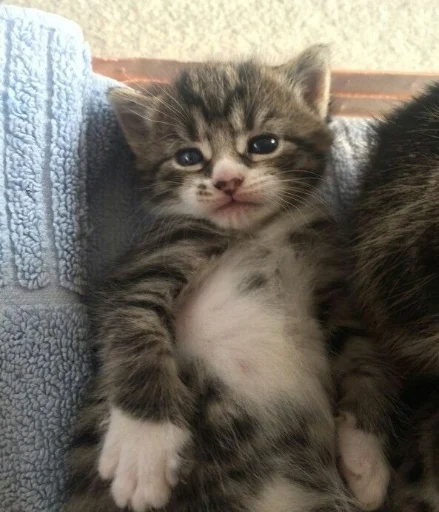 Стикер meow - 6