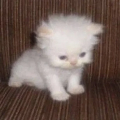 Стикер meow - 5