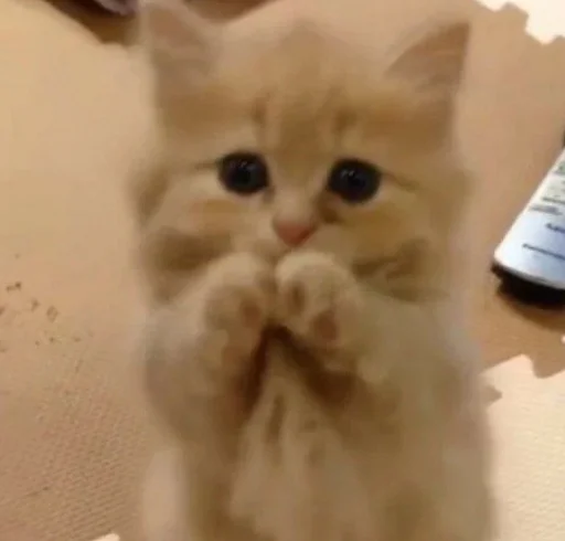 Стикер meow - 4